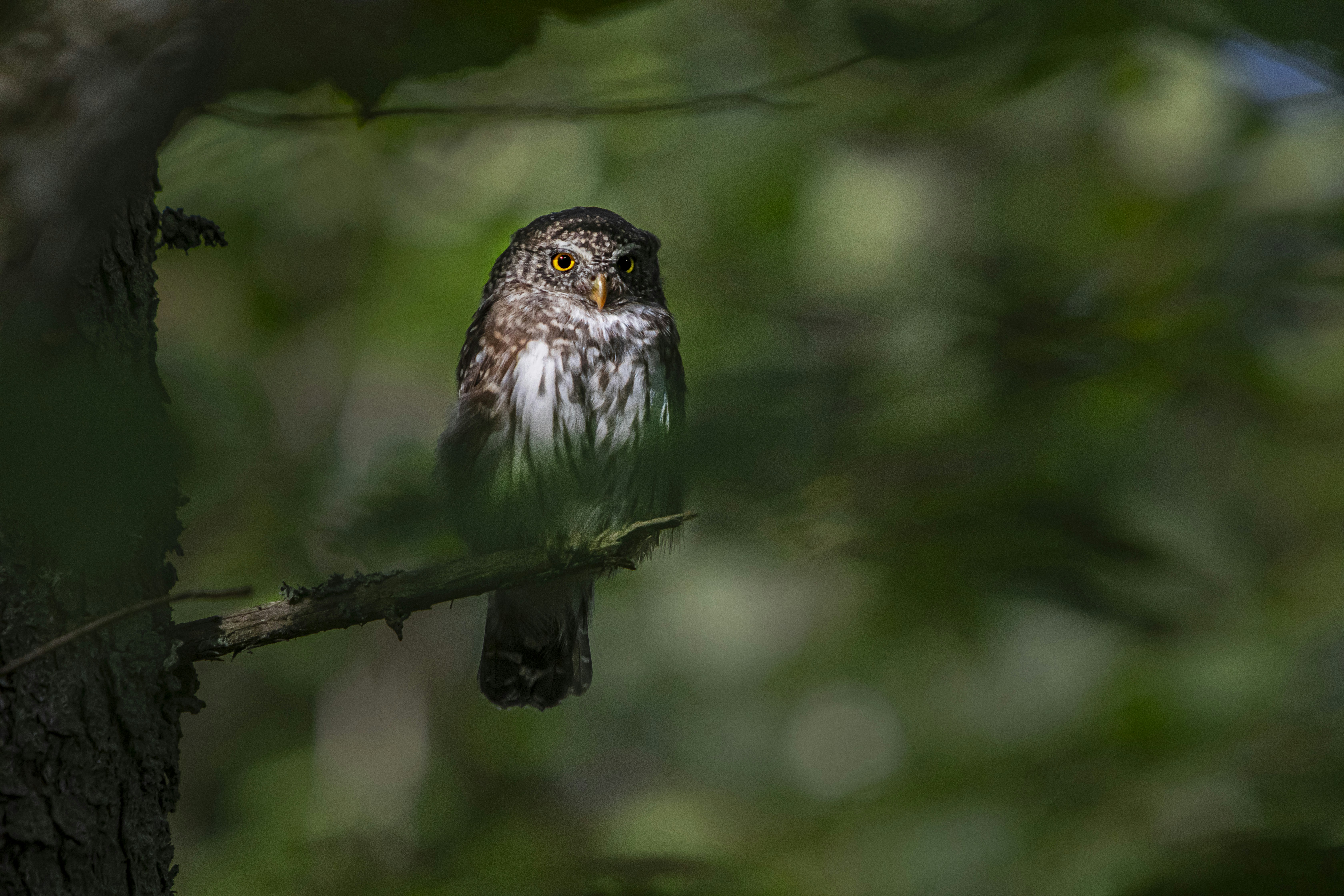 Photo by erik_karits