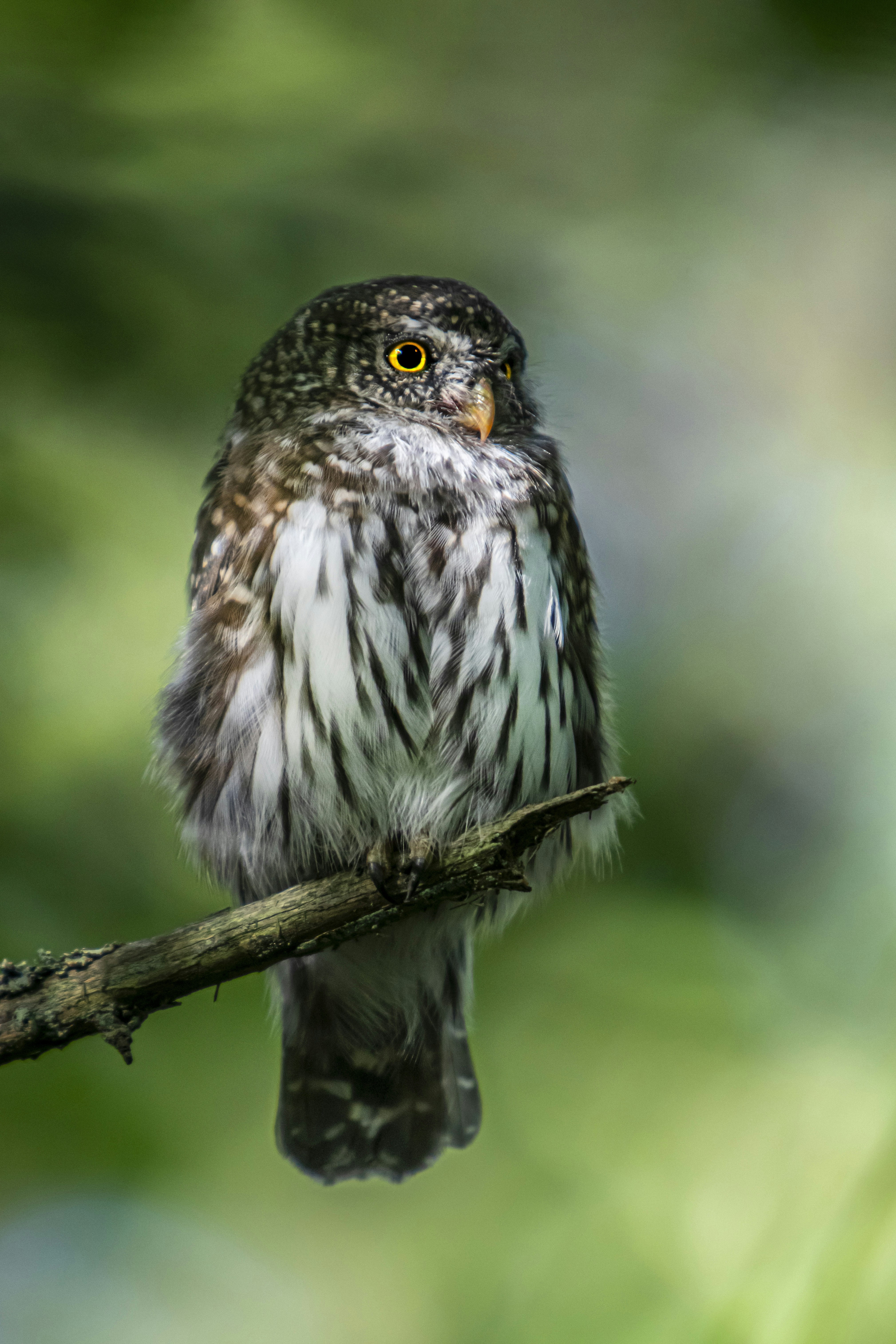 Photo by erik_karits