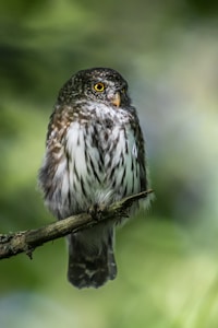 Wise Owl Friend