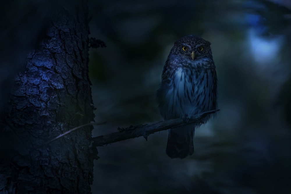 an owl is sitting on a tree branch