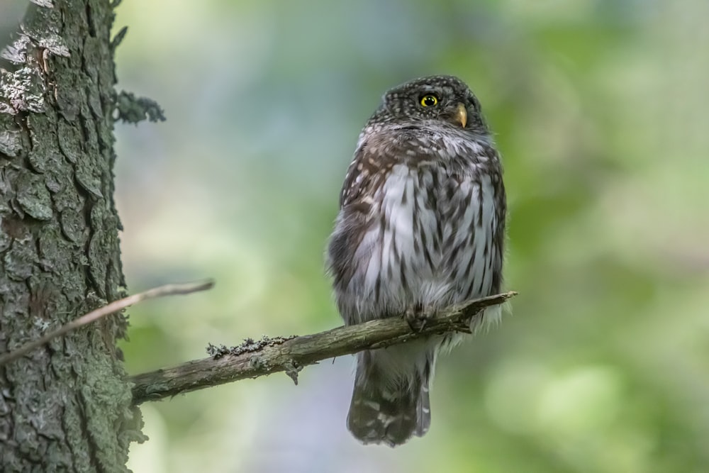 a small bird perched on a tree branch