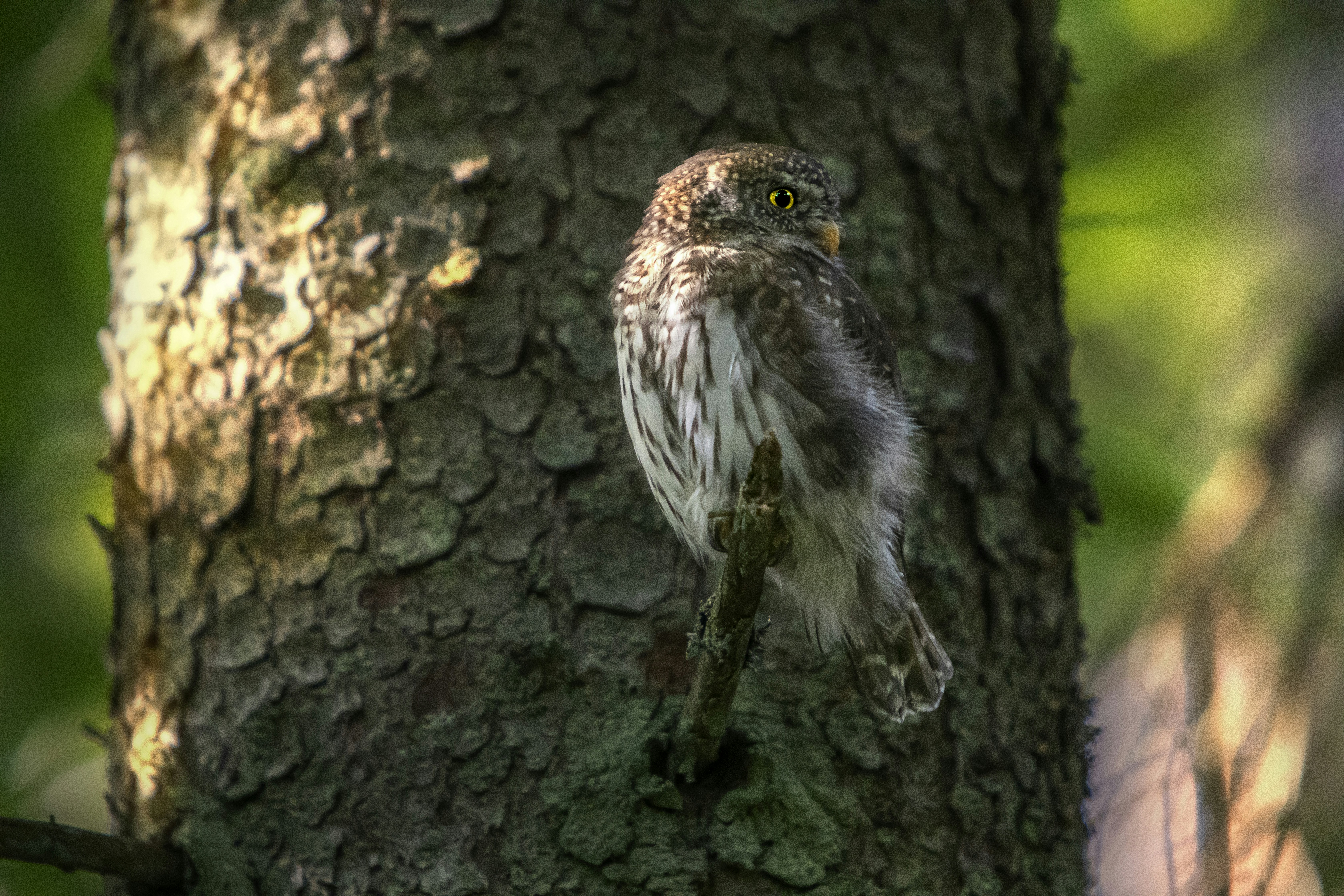 Photo by erik_karits