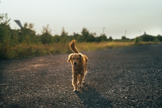 a dog is walking down a gravel road