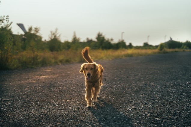 a dog is walking down a gravel road