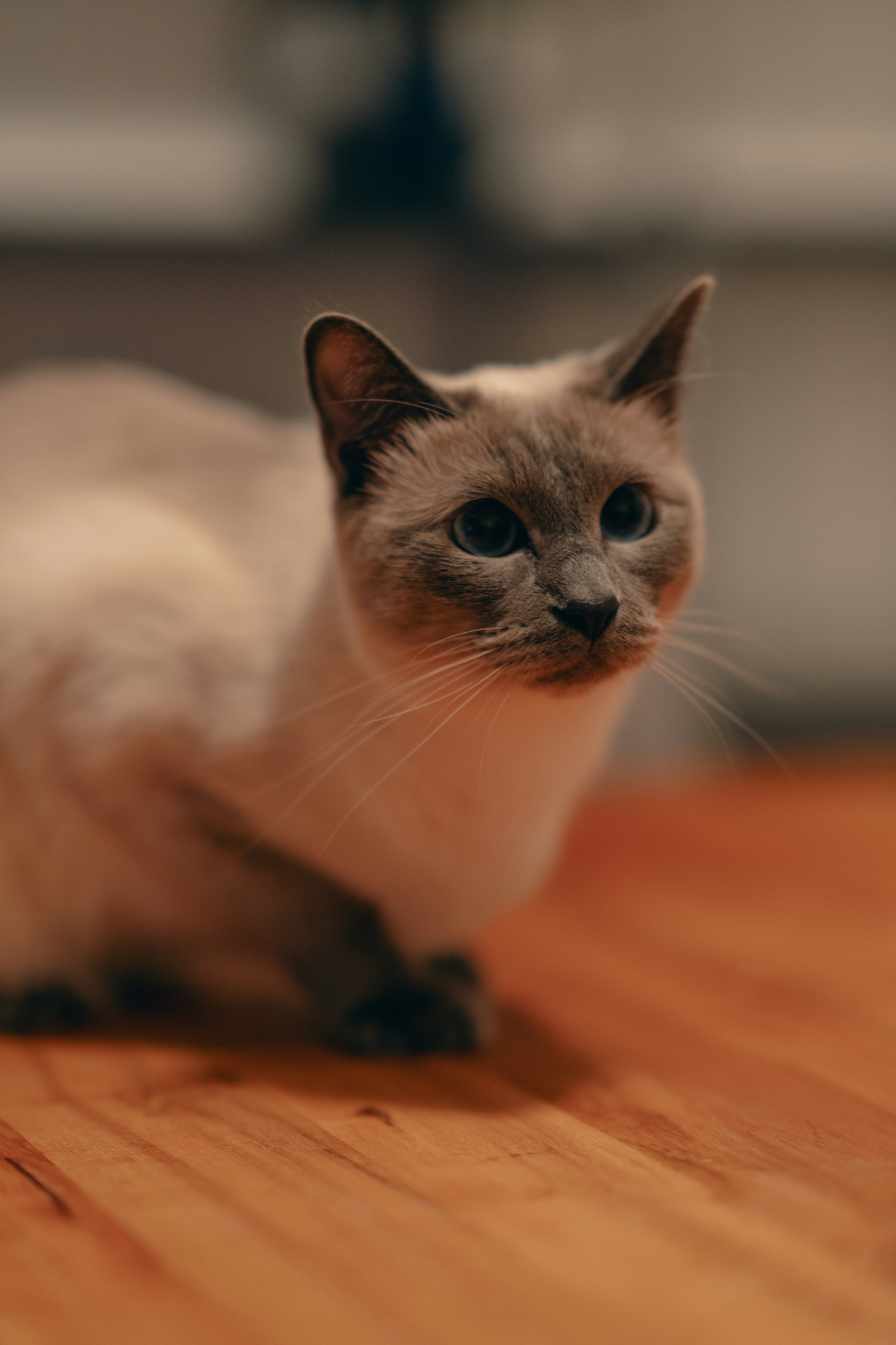 um gato sentado em um chão de madeira olhando para a câmera