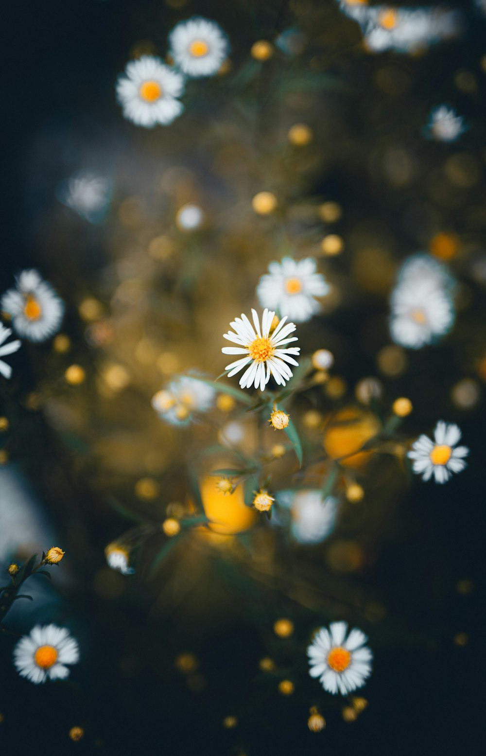 a close up of a bunch of daisies on a black background
