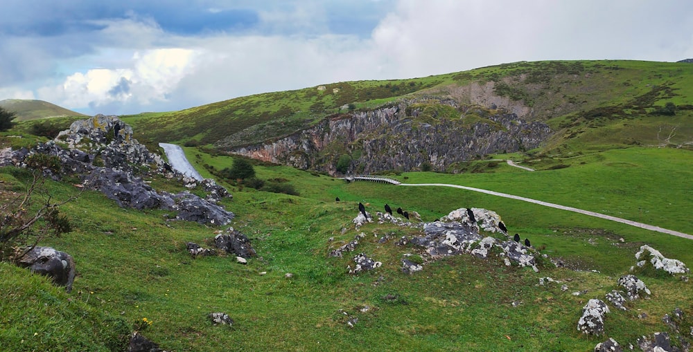 a lush green hillside covered in lots of rocks