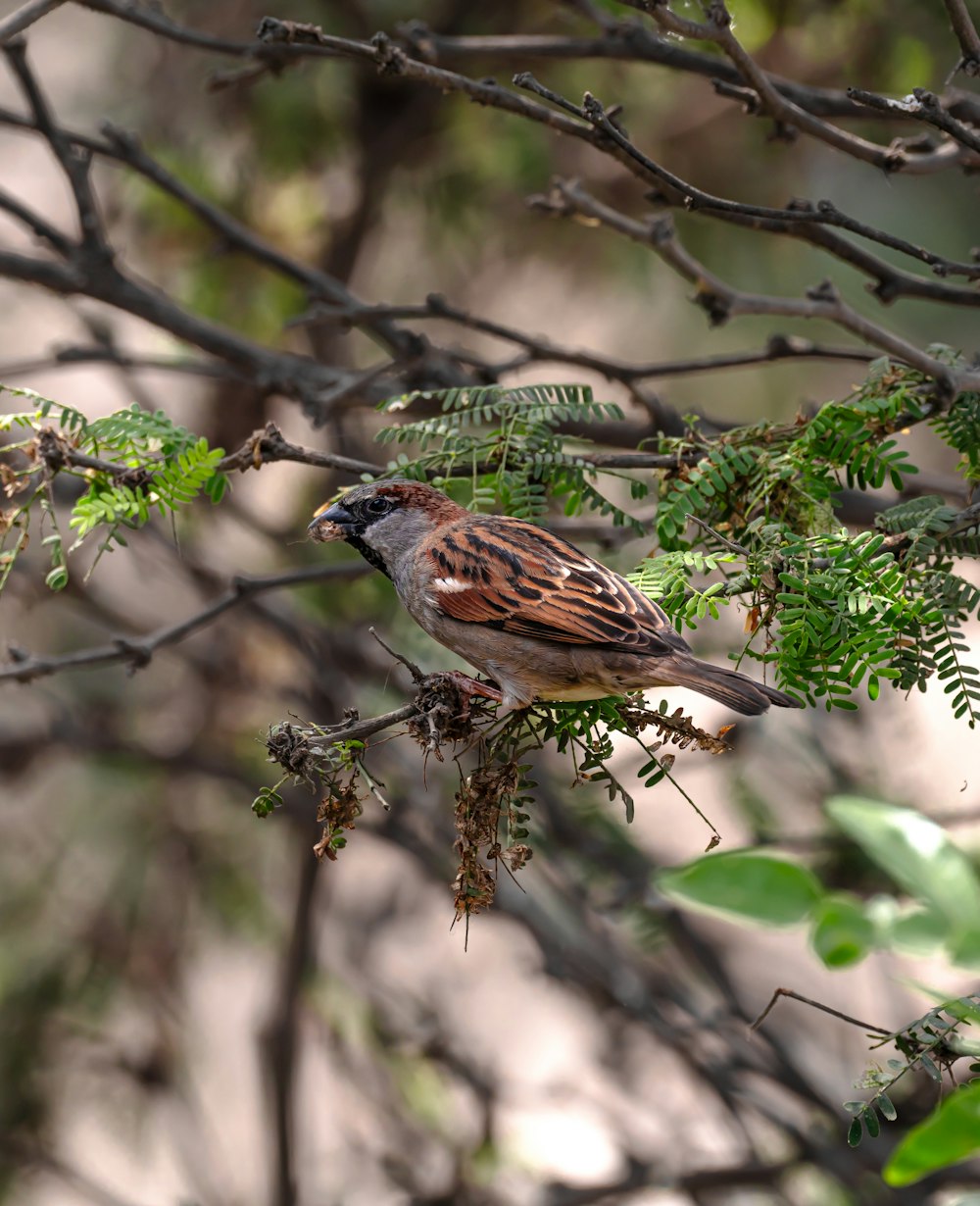 um pássaro sentado em um galho de uma árvore