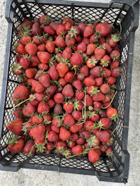 Fresh strawberries being carefully packed for delivery in a rustic wooden crate.