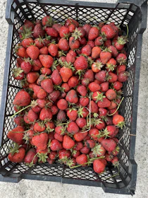 Bright frozen strawberries arranged in a rustic wooden crate.