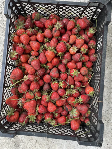 Fresh strawberries being carefully packed for delivery in a rustic wooden crate.