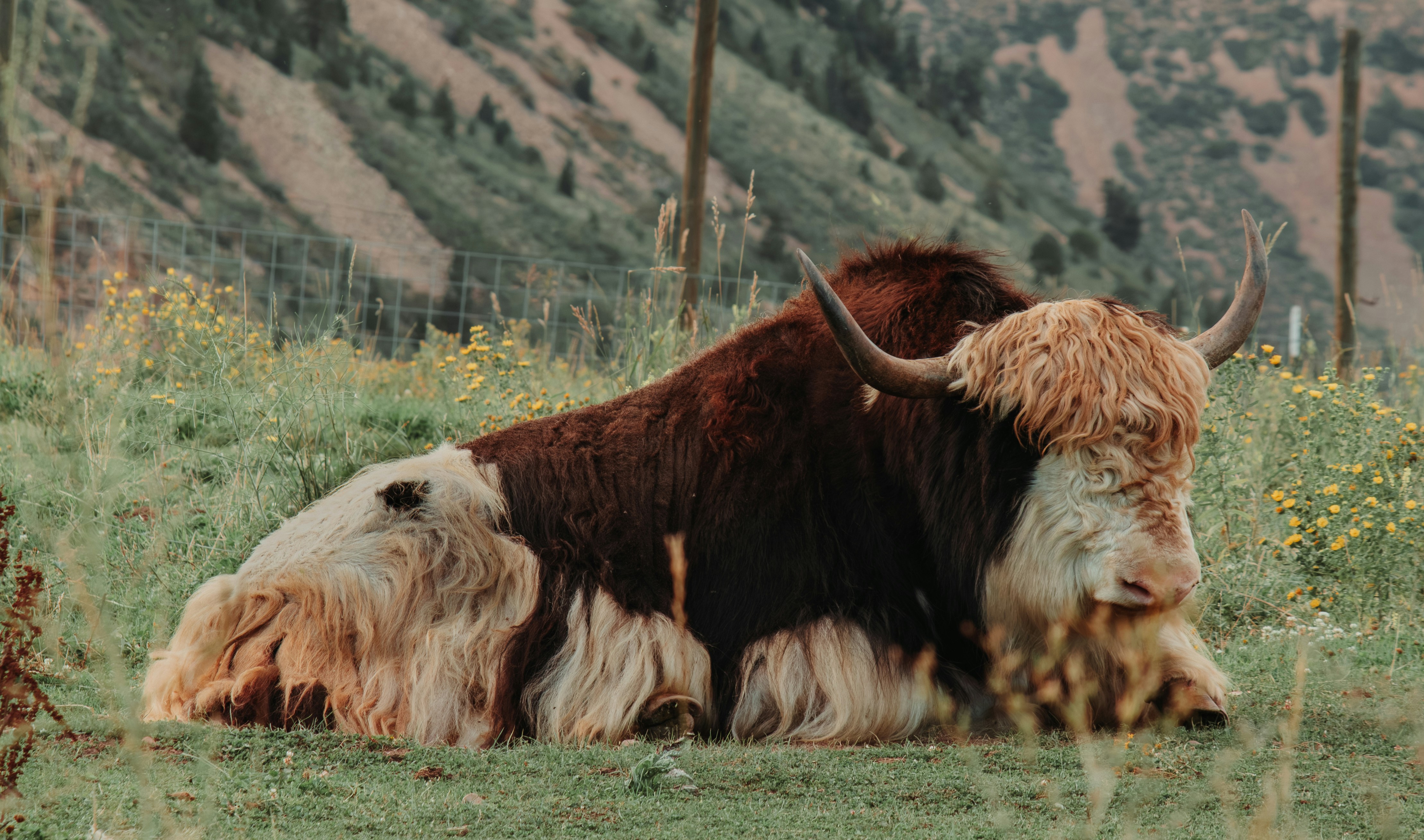Meet the Wild Yaks: Tibet’s Iconic Mountain Giants