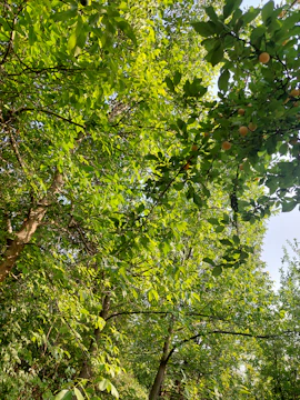 Sunlight filtering through lush fruit trees in a community food forest.