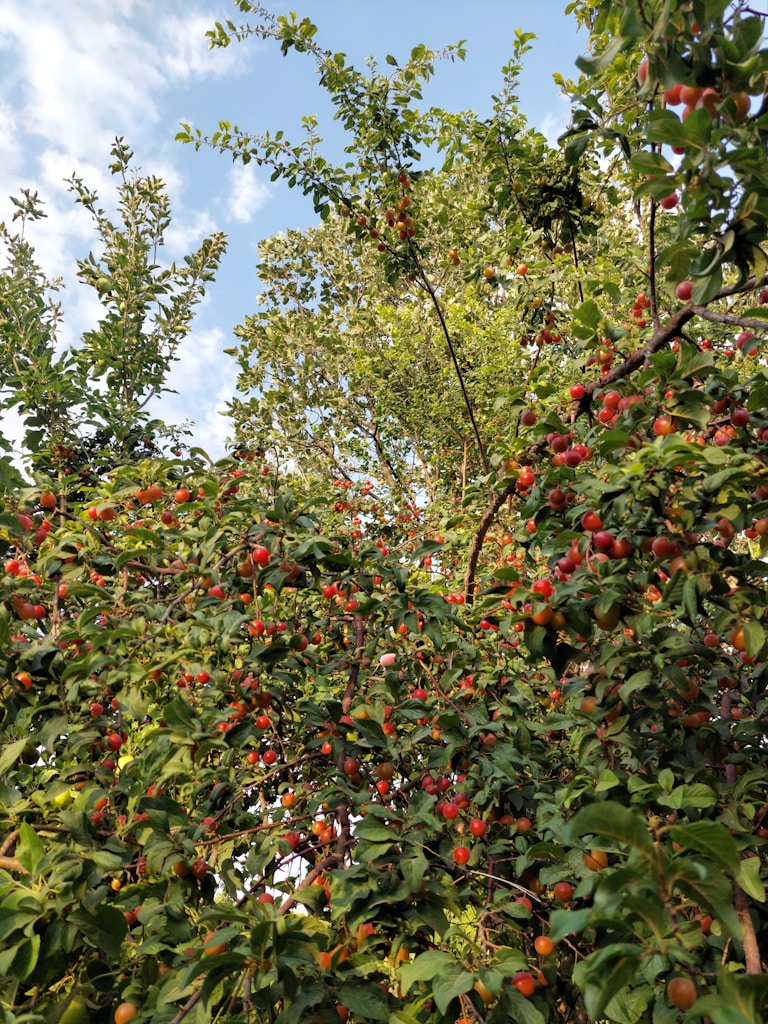 Árboles y frutales