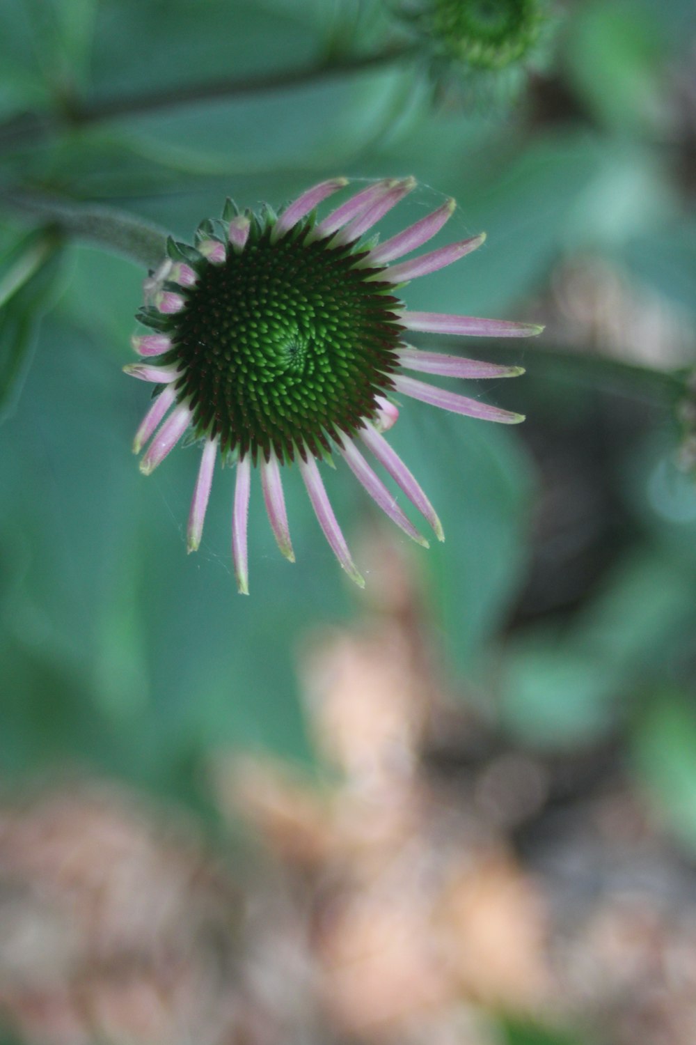 a close up of a flower with a blurry background