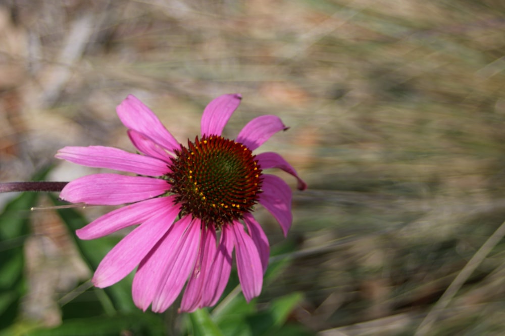 a pink flower with a yellow center in a field