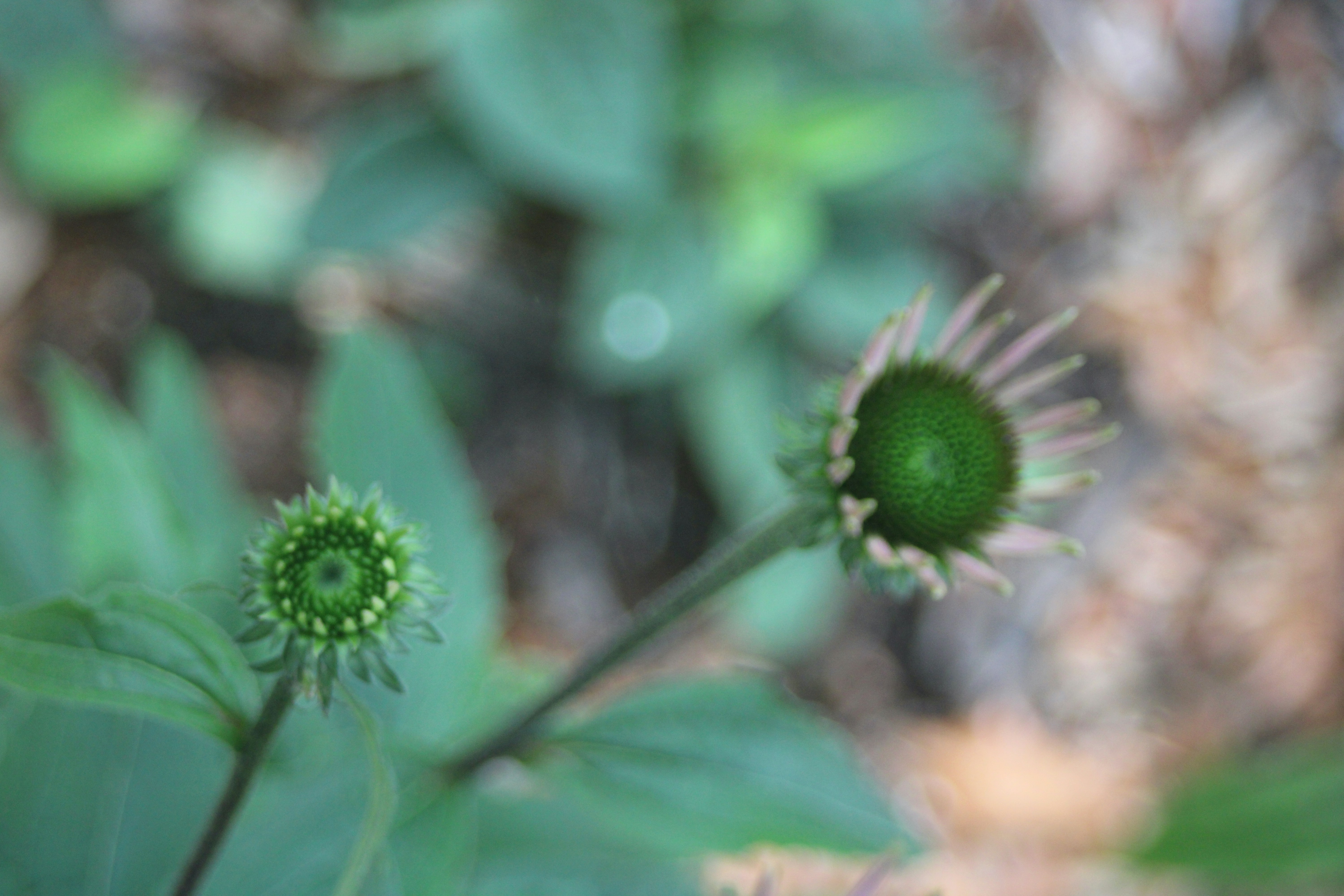 a close up of a green flower with leaves in the background