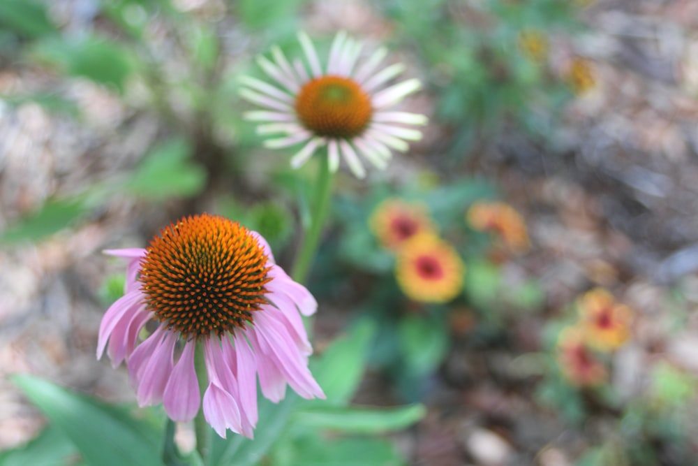 a close up of a flower with other flowers in the background