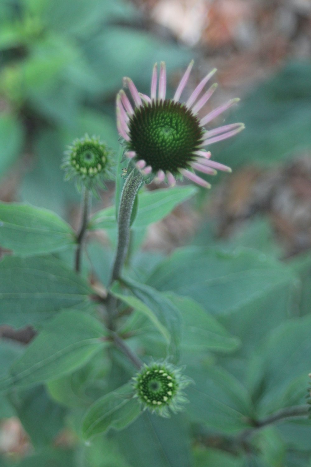 a close up of a flower on a plant