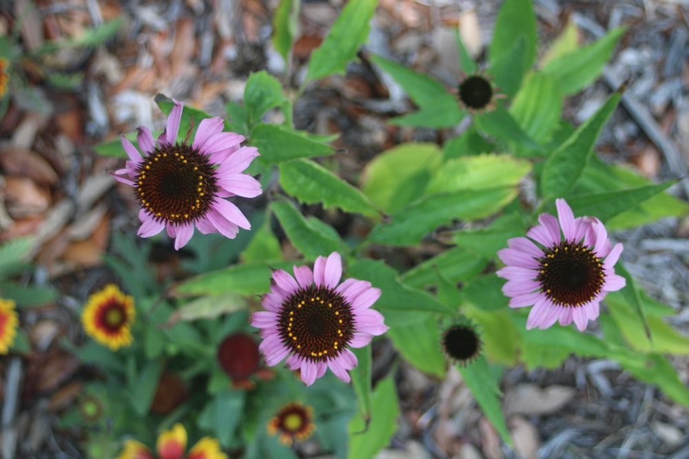 a group of flowers that are in the dirt