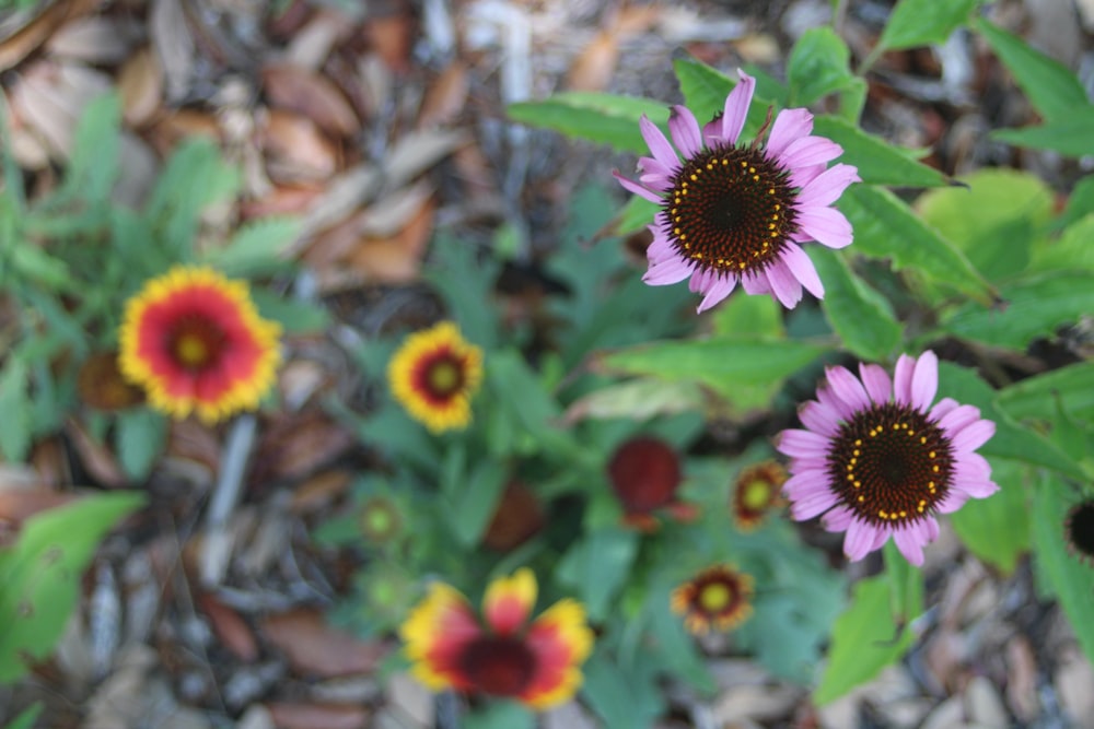 a group of flowers that are in the dirt