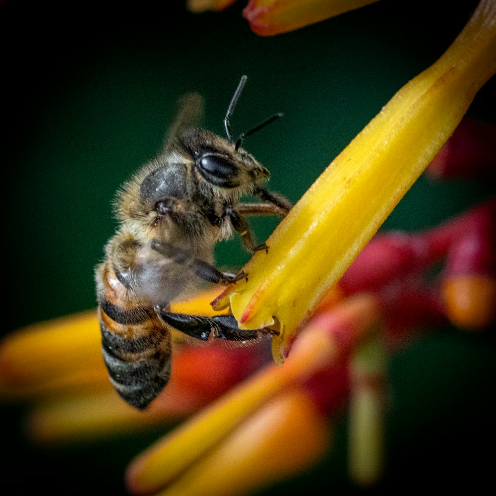 a close up of a bee on a flower