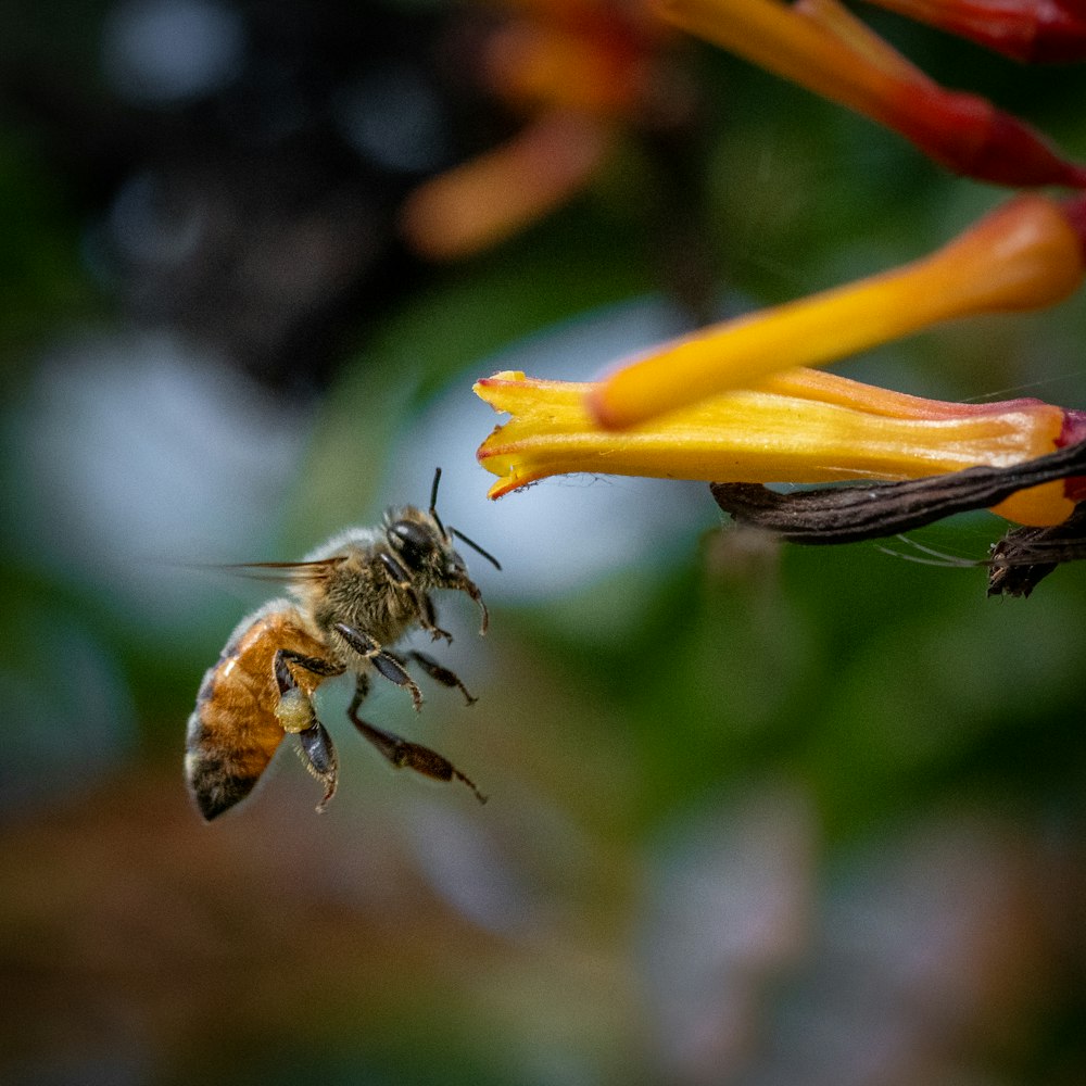 a bee flying away from a flower