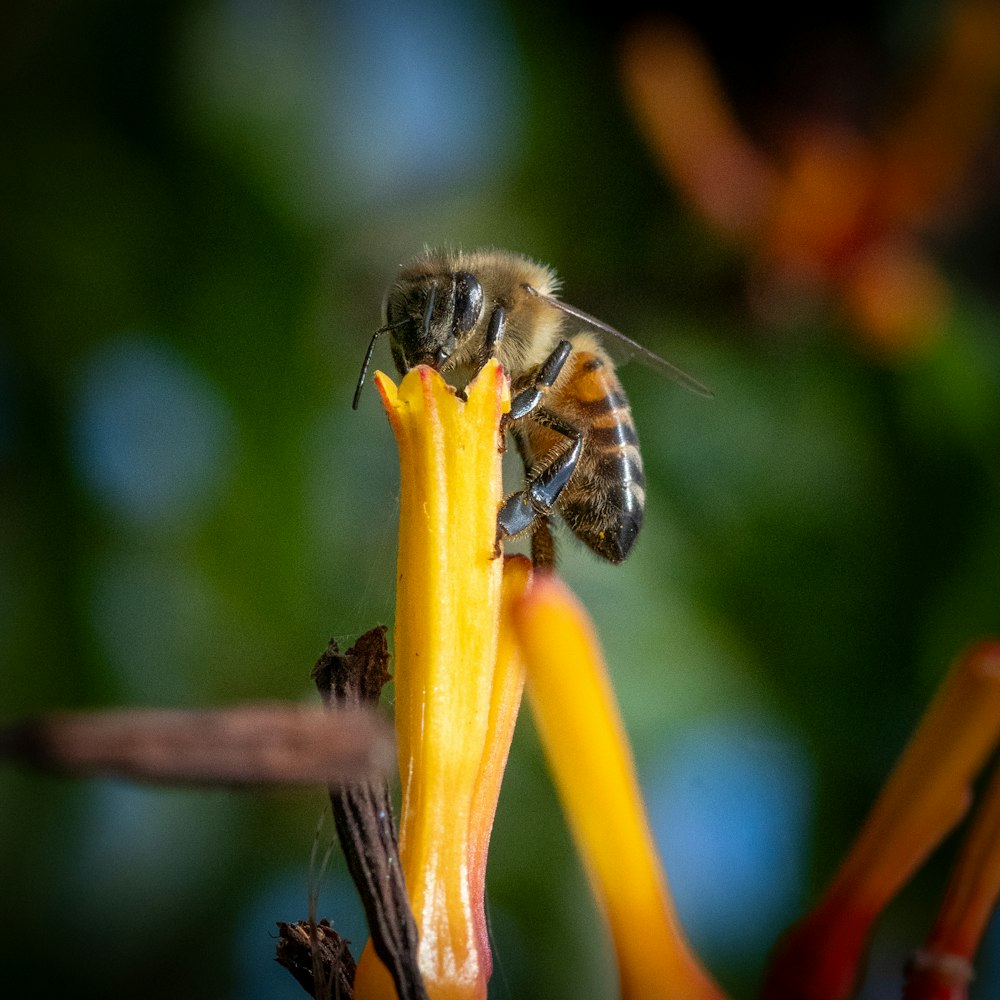a bee is sitting on a yellow flower