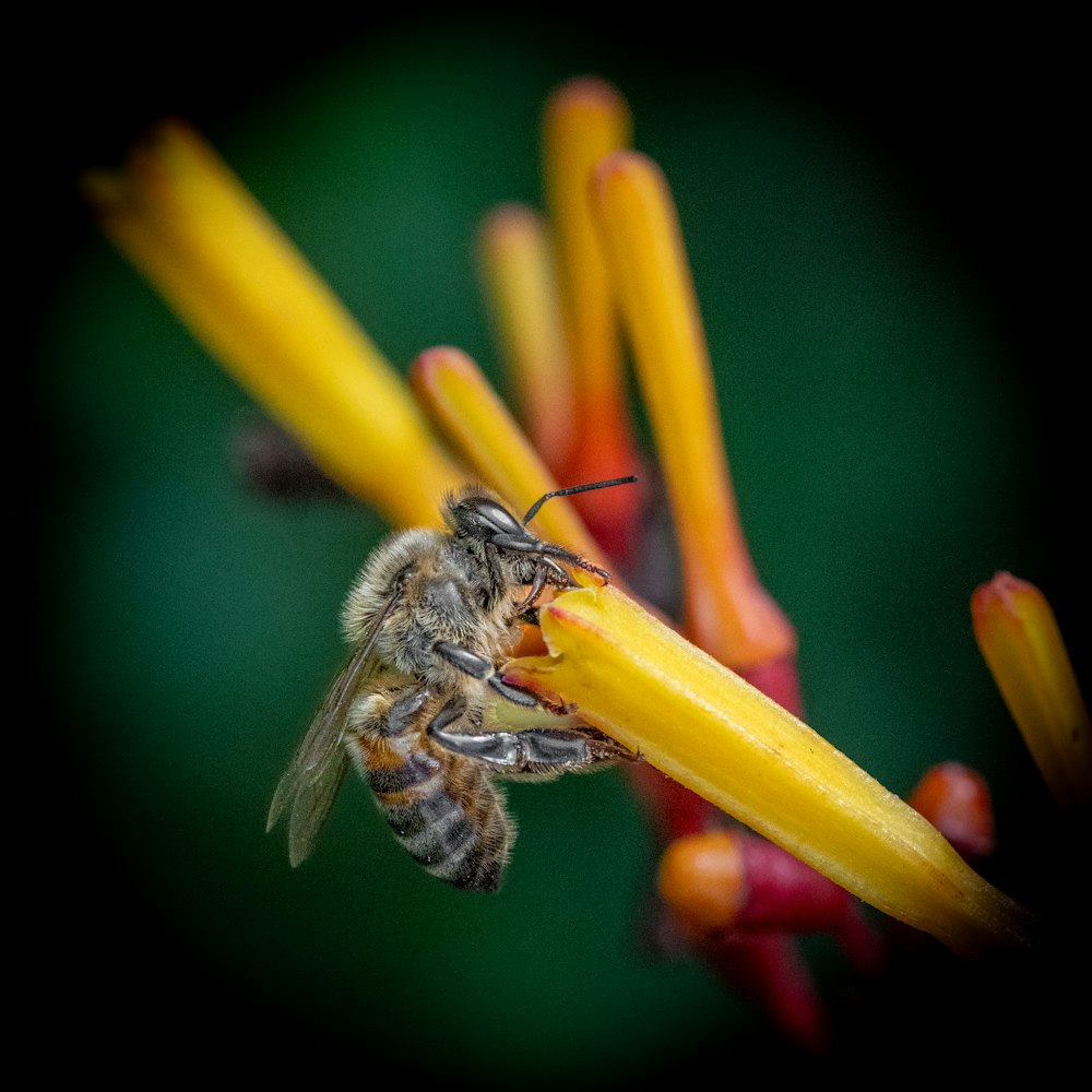 a close up of a bee on a flower