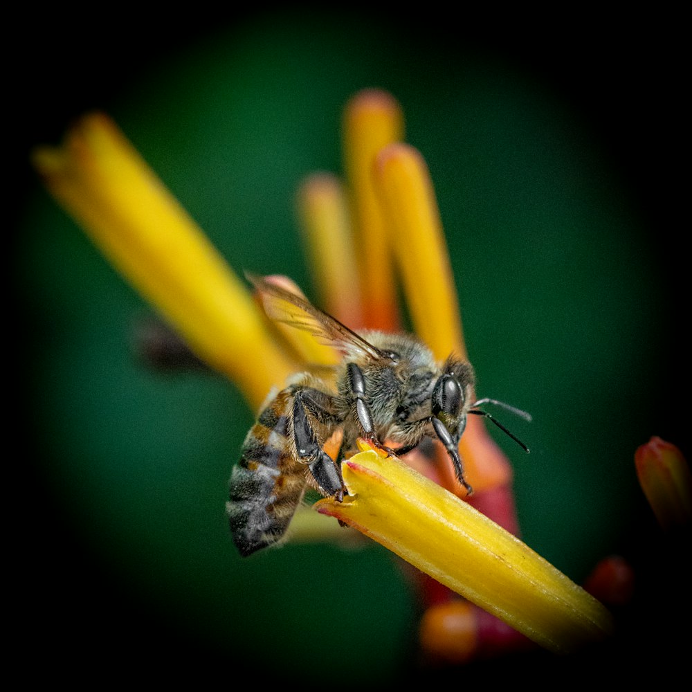 a close up of a bee on a flower