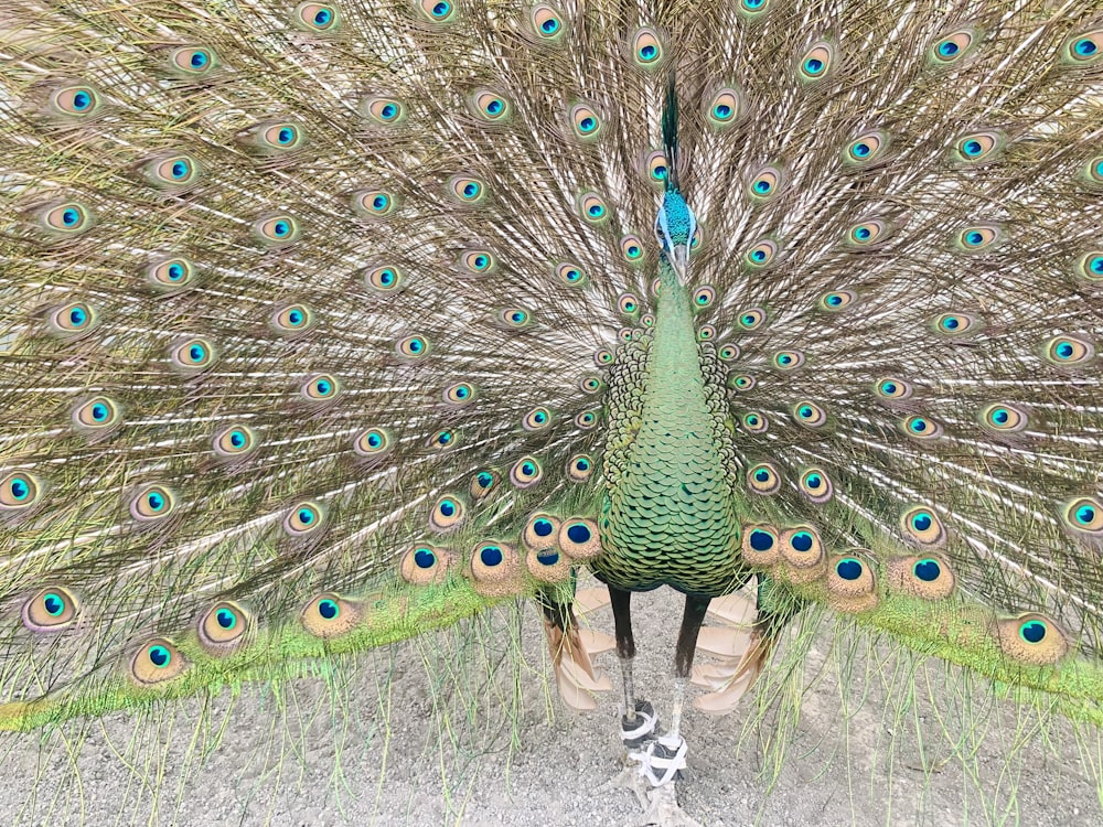 a peacock with its feathers spread out