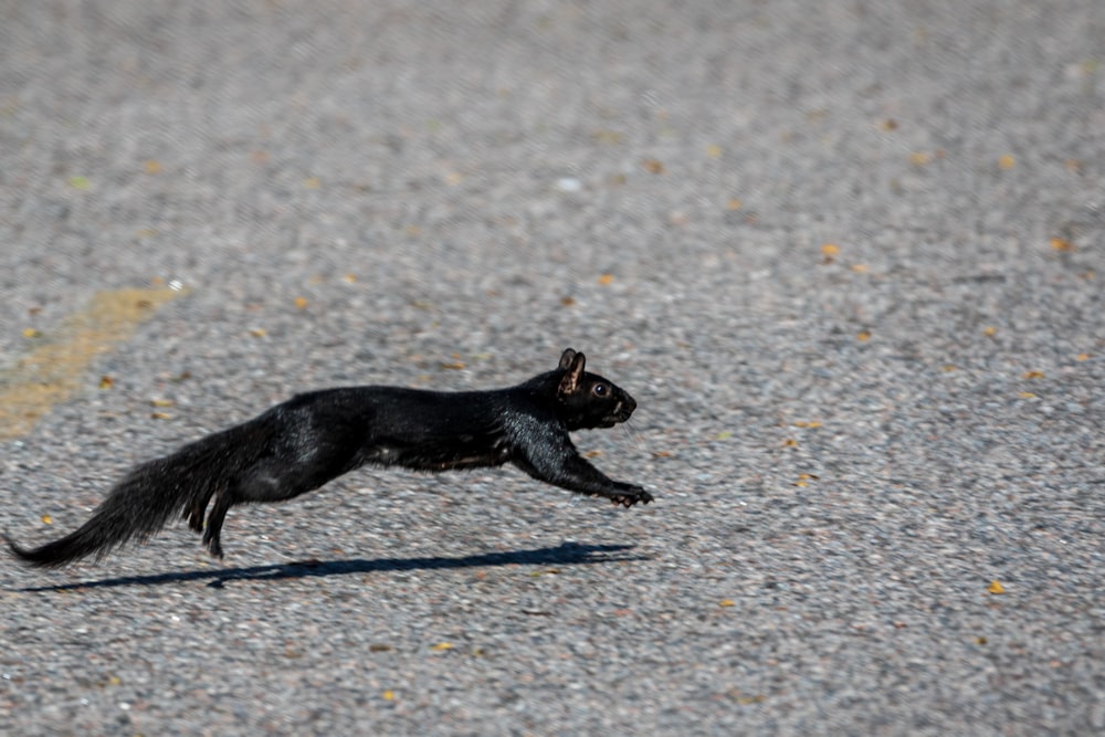 Un gatto nero sta correndo dall'altra parte della strada