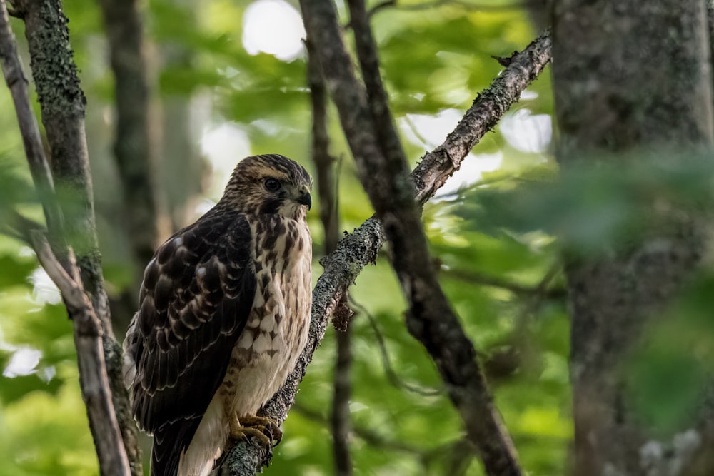 a hawk perched on a tree branch in a forest