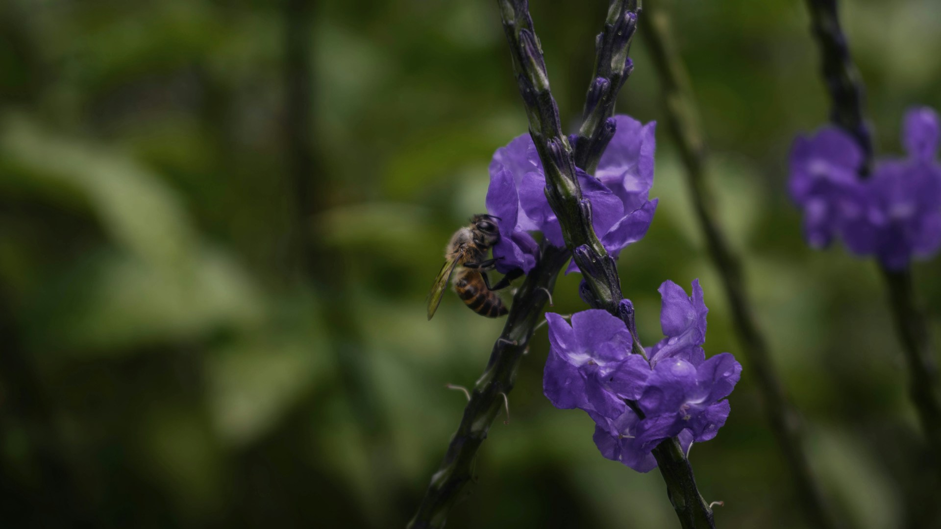 a bee is sitting on a purple flower
