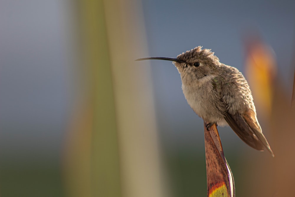 a small bird sitting on top of a wooden pole