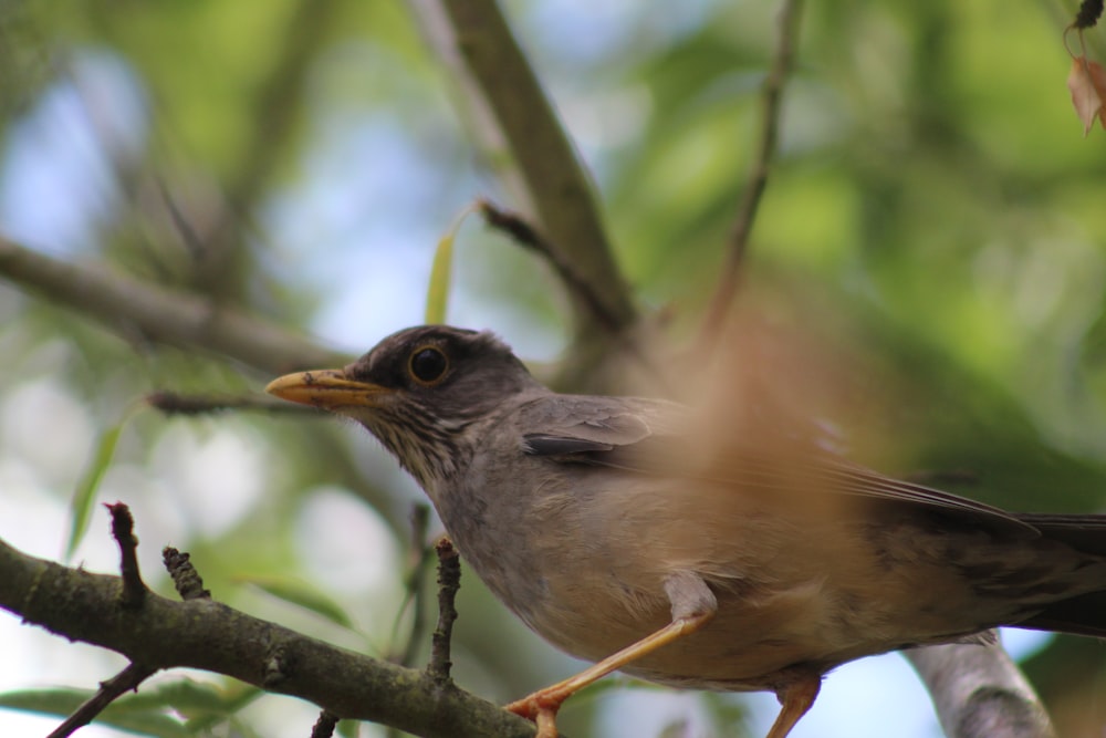 Un pájaro sentado en una rama de un árbol