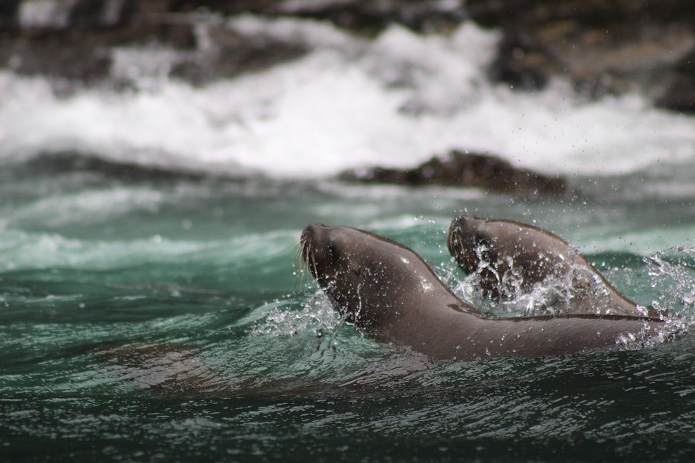 a couple of animals that are in the water