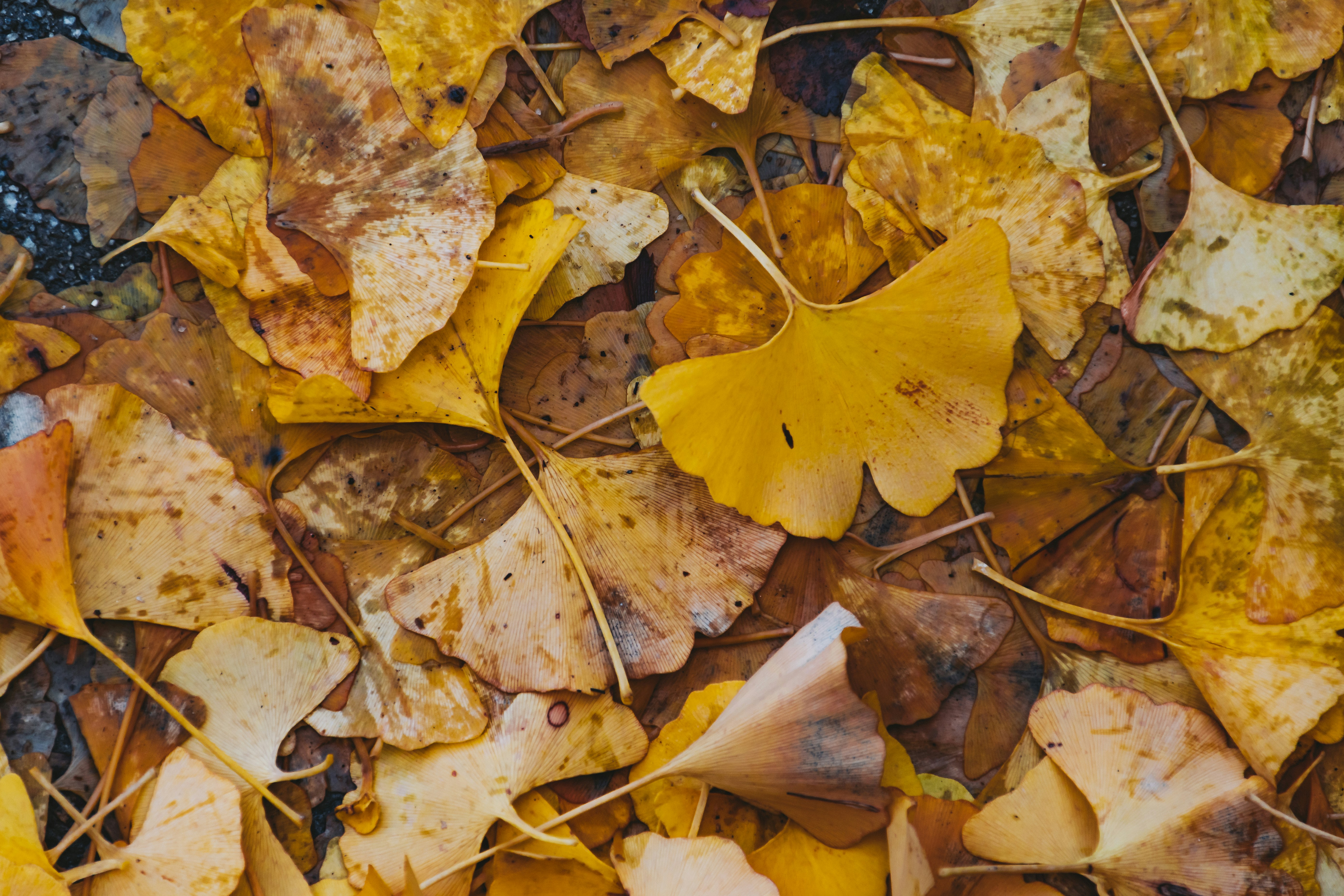 fall wallpaper textures, wallpaper, Easy Thanksgiving Crafts for Adults with Disabilities 6