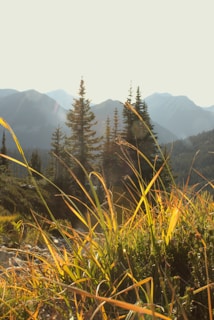 Golden sunlight filters through tall grass, with pine trees and mountains providing a scenic backdrop. The mountainous landscape appears hazy, suggesting a warm and serene environment.