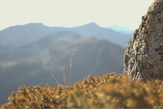 Close-up of trail maintenance tools resting on a moss-covered rock with mountains in the background