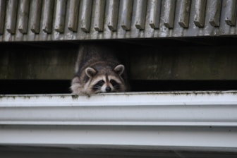 a raccoon is looking out of a window