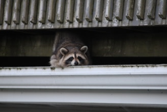 a raccoon is looking out of a window