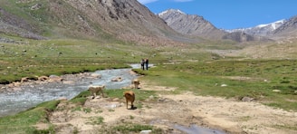 A picturesque view of Colorado mountains with pets enjoying the outdoors.