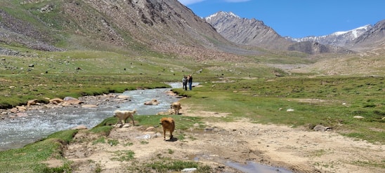 A picturesque view of Colorado mountains with pets enjoying the outdoors.