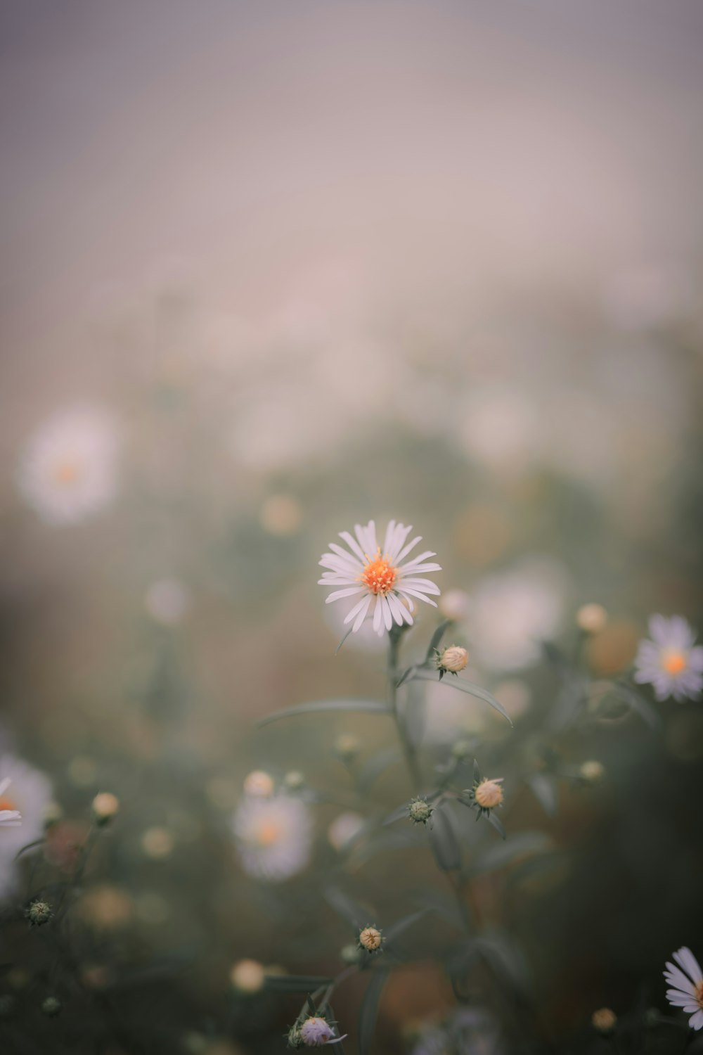 a close up of a flower with blurry background