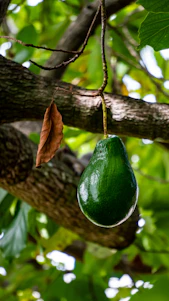 Close-up photo of ripe Hass avocados hanging on a sunlit tree branch.
