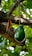 A ripe green avocado hangs from a tree surrounded by lush green leaves and textured branches. A single brown leaf is also attached to a branch near the avocado.