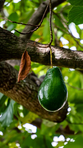 A close-up shot of ripe Haas avocados hanging on a lush green tree branch under clear sunlight.