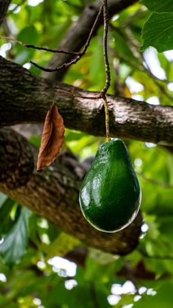 A ripe green avocado hangs from a tree surrounded by lush green leaves and textured branches. A single brown leaf is also attached to a branch near the avocado.