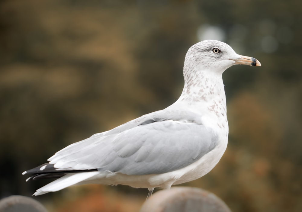 a white and gray bird standing on a rock